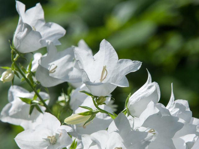 カンパニュラ グランディフローラ の育て方や開花時期 モモノハギキョウ Beginners Garden
