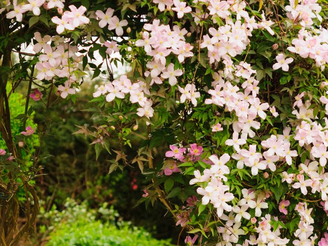 クレマチス メイリーン の特徴や育て方 増やし方等の紹介 モンタナ系 Beginners Garden
