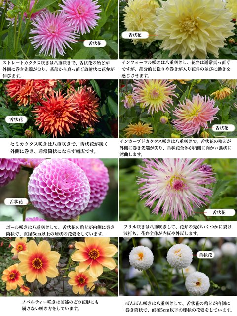 ダリアの花形8種類 Beginners Garden