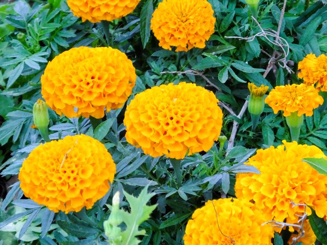 マリーゴールド タイザン シリーズ の特徴や育て方 切り花の楽しみ方などの紹介 Beginners Garden