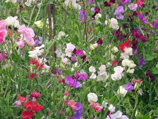 スイートピーの育て方や種まき 花言葉の紹介 Beginners Garden