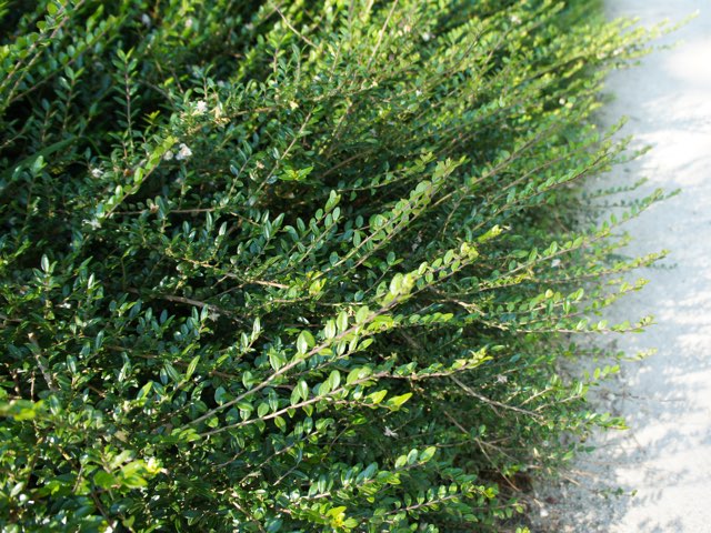 ロニセラ ニティダ の剪定の時期や育て方 園芸品種の紹介 Beginners Garden