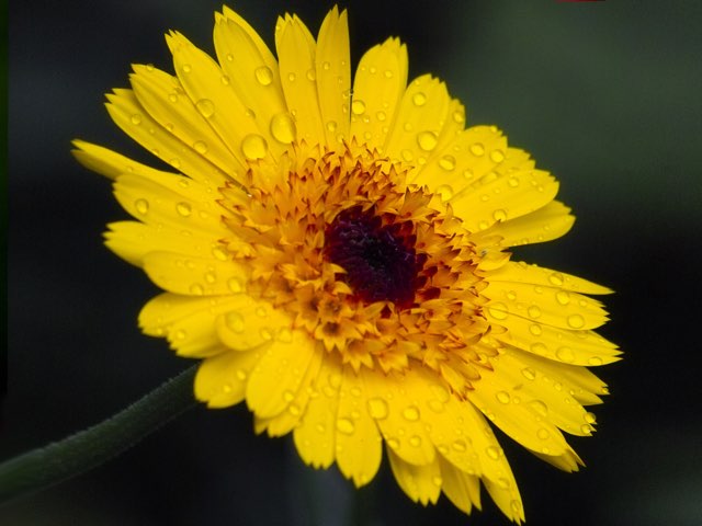 キンセンカの珍しい種類、主な種とおすすめの園芸品種の紹介【2021】 | BEGINNERS GARDEN