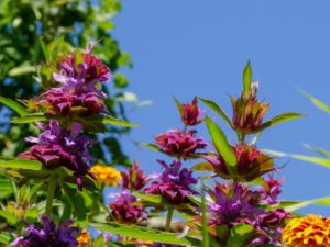 モナルダの珍しい種類 主な種とおすすめの園芸品種の紹介 21 Beginners Garden