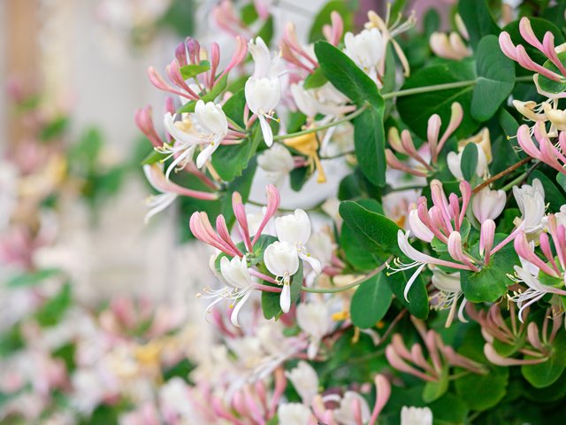 スイカズラ ロニセラ の珍しい種類 主な種と園芸品種の紹介 22 Beginners Garden