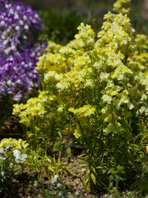 リナリアの珍しい種類 主な種とおすすめの園芸品種の紹介 21 Beginners Garden