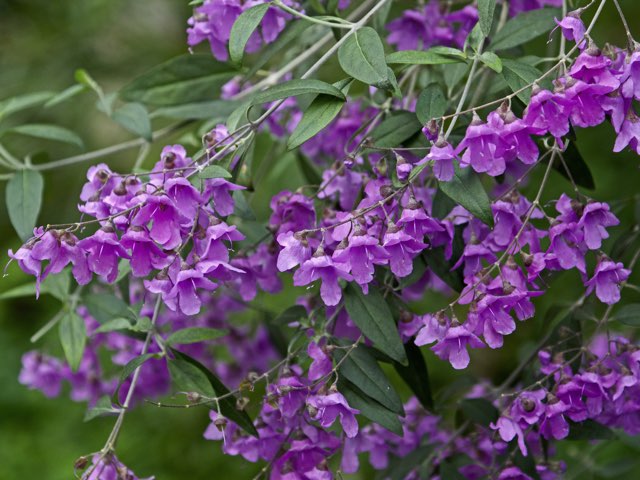 ミントブッシュの珍しい種類 主な種とおすすめの園芸品種の紹介 21 Beginners Garden