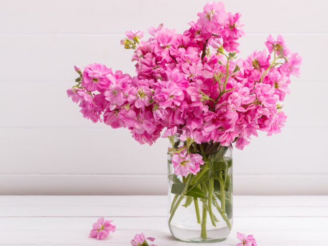 ストック アラセイトウ の特徴や育て方 切り花の管理方法や水揚げのやり方等の紹介 Beginners Garden