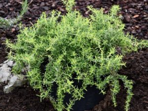 ローズマリーの珍しい種類 主な種とおすすめの園芸品種の紹介 21 Beginners Garden