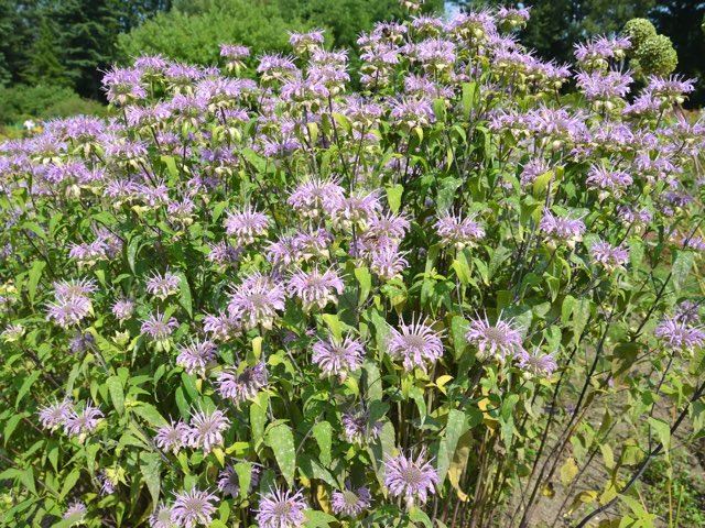 ヤグルマハッカ ビーバーム の特徴や育て方 香りの印象や成分等の紹介 Beginners Garden