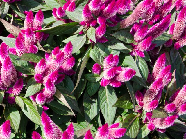 ケイトウ フラミンゴフェザー の特徴や育て方 切り花やドライフラワーの楽しみ方 Beginners Garden
