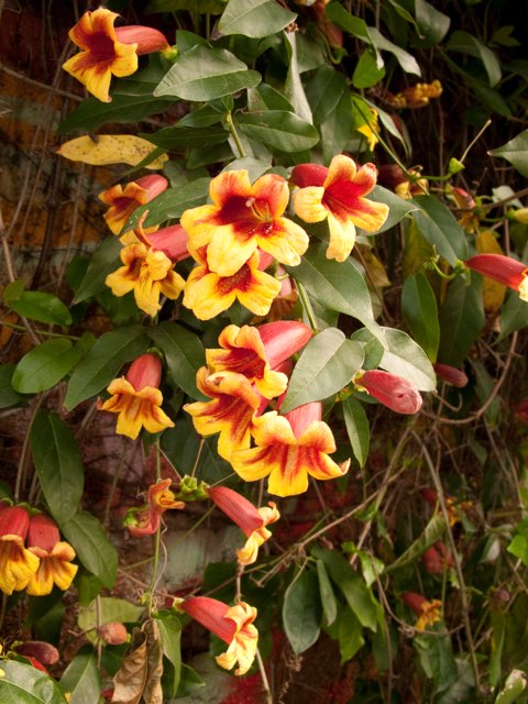 ツリガネカズラの特徴や育て方 壁面緑化に必要な資材や花の匂いの印象等 ビグノニア Beginners Garden