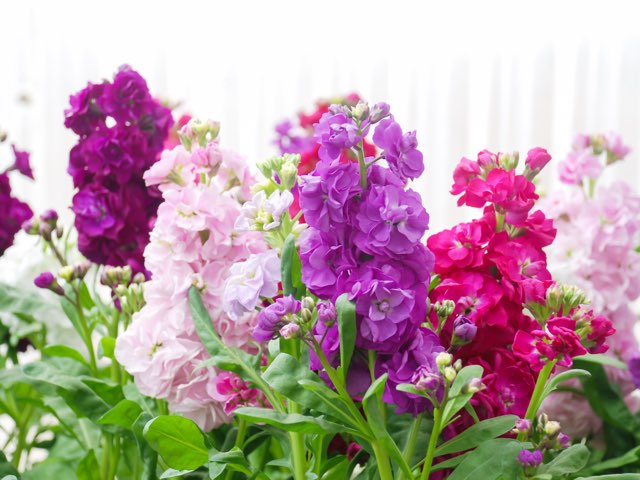 ストック アラセイトウ の特徴や育て方 切り花の管理方法や水揚げのやり方等の紹介 Beginners Garden