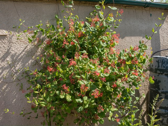 ロニセラ ドロップモアスカーレット の育て方や増やし方 ブラウニィ種 Beginners Garden