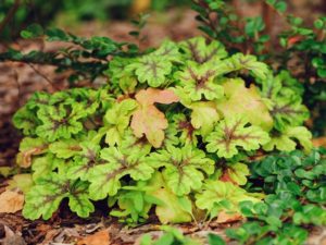 ヒューケラの珍しい種類 主な種とおすすめの園芸品種の紹介 Beginners Garden