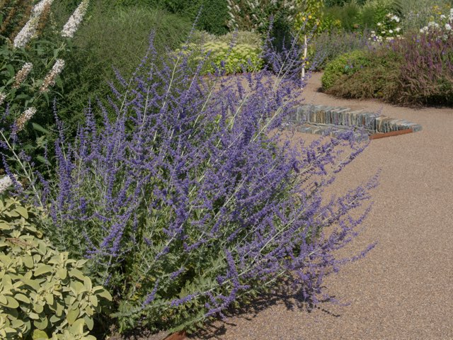 ロシアンセージ ブルースパイヤー の特徴や育て方 増やし方等の紹介 Beginners Garden
