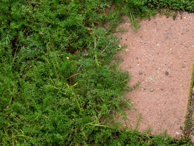 マトリカリア カモミール の珍しい種類 主な種とおすすめの園芸品種 Beginners Garden