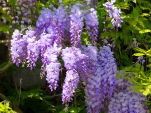 ふじ ウイステリア の珍しい種類 主な種とおすすめの園芸品種の紹介 21 Beginners Garden