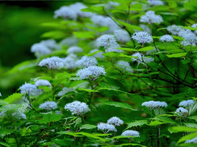 コアジサイの特徴や育て方 剪定の時期や方法の紹介 シバアジサイ Beginners Garden