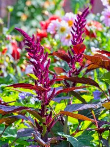 アマランサスの珍しい種類 主な種とおすすめの園芸品種の紹介 21 Beginners Garden