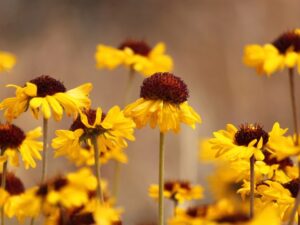 色々なガイラルディアの種類と特徴 珍しい園芸品種の紹介 21 Beginners Garden