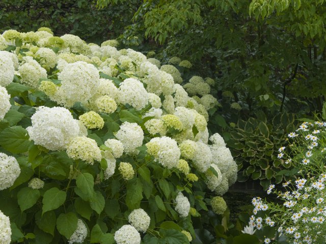 アメリカノリノキの特徴や花の時期 育て方の紹介 アメリカアジサイ Beginners Garden