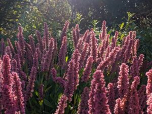 キャットミント ネペタ の珍しい種類 主な種や園芸品種の紹介 21 Beginners Garden