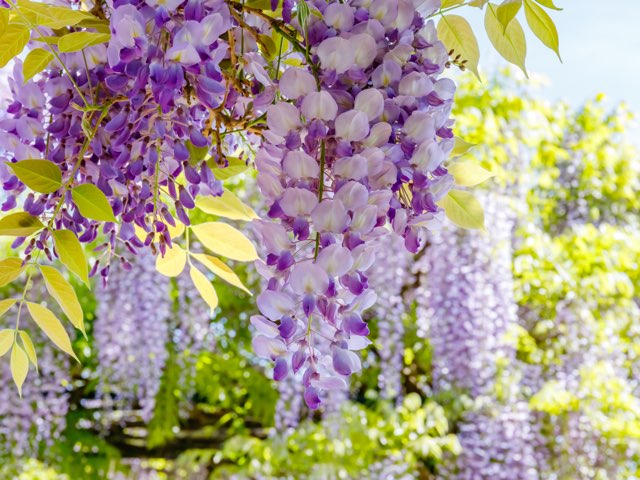 シナフジの開花時期や育て方 剪定の時期や方法 ウイステリア シネンシス Beginners Garden