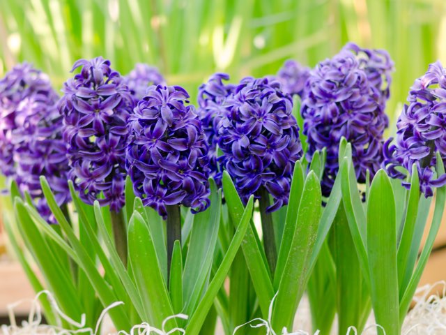 ヒヤシンス デルフトブルー の特徴や育て方 切り花の楽しみ方等の紹介 Beginners Garden