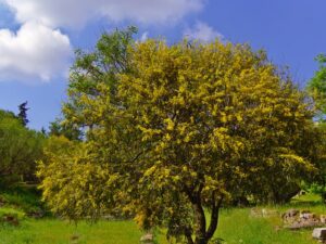 アカシア ミモザ の珍しい種類 主な種とおすすめの園芸品種の紹介 21 Beginners Garden