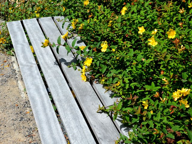 セイヨウキンシバイの特徴や育て方 剪定の時期や方法等 ヒペリカム カリシナム Beginners Garden