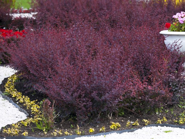 メギ アトロプルプレア の特徴や育て方 剪定の時期や方法等の紹介 赤葉メギ Beginners Garden