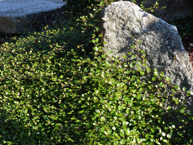 ミューレンベッキア アキシラリス の特徴や育て方 ワイヤープランツ Beginners Garden