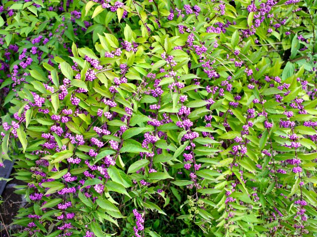 ムラサキシキブの珍しい種類 主な種やおすすめの園芸品種等の紹介 21 Beginners Garden