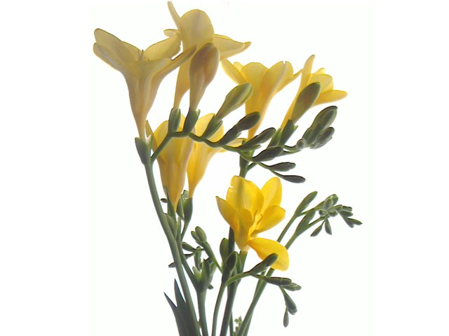 フリージアの特徴や育て方 切り花の管理方法や香りの特徴等の紹介 Beginners Garden