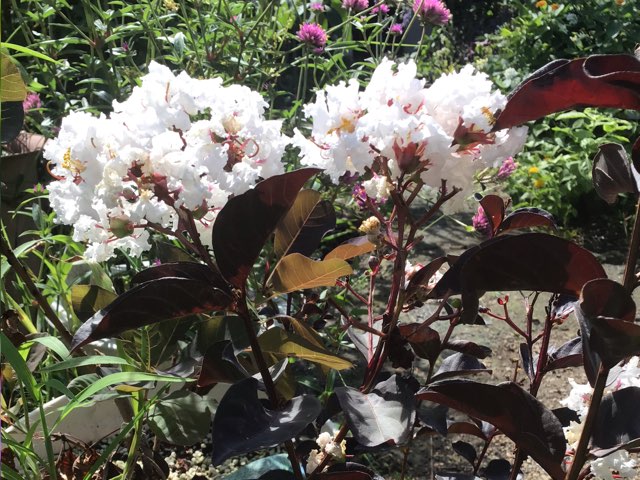 サルスベリ ブラックパール ホワイト の特徴や育て方 増やし方等の紹介 Beginners Garden
