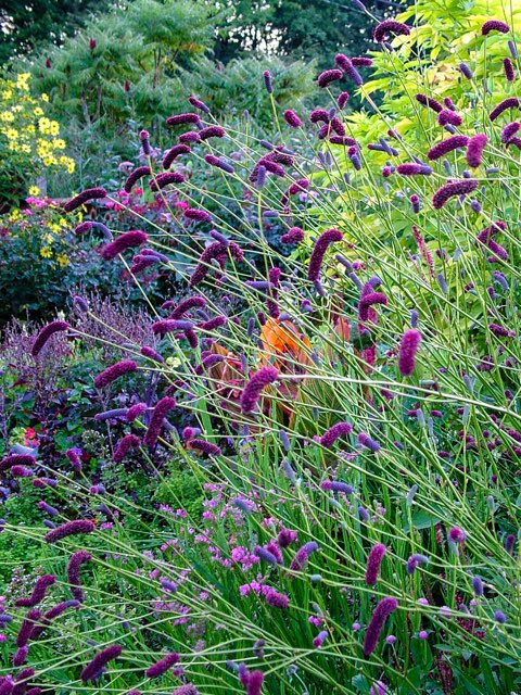ナガボノアカワレモコウの特徴や育て方 切り花の楽しみ方等の紹介 Beginners Garden