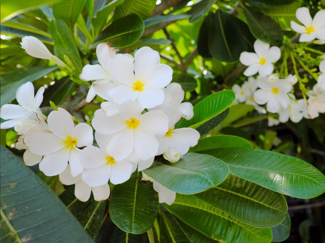 プルメリア アルバの特徴や育て方 冬越しの方法等の紹介 ホワイト フランジパニ Beginners Garden