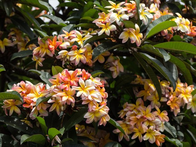 インドソケイの特徴や育て方 香りの印象等の紹介 プルメリア Beginners Garden
