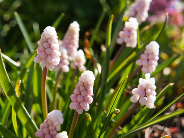 ムスカリ ピンク サンライズ の特徴や育て方 増やし方等の紹介 ブドウムスカリ Beginners Garden
