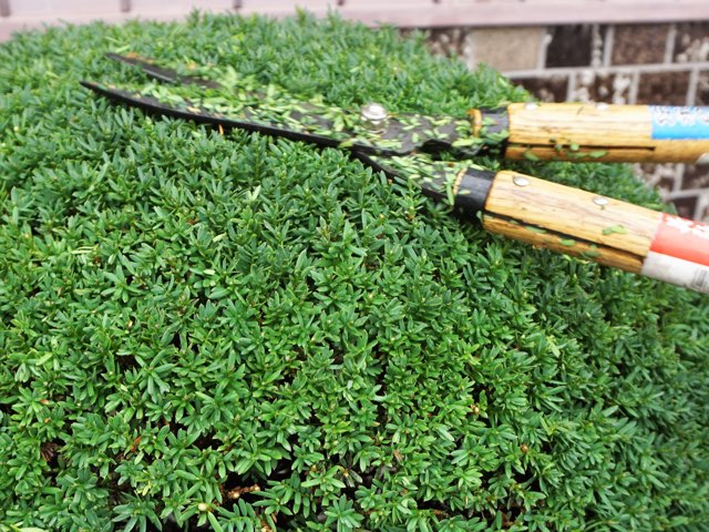 多年草や低木の剪定のやり方や目的 切るべき茎の選び方等の紹介 Beginners Garden