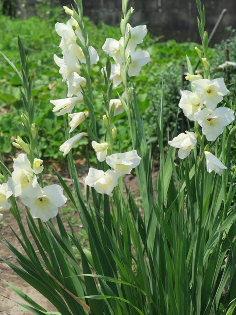 グラジオラスの特徴や育て方 切り花の楽しみ方等の紹介 トウショウブ Beginners Garden