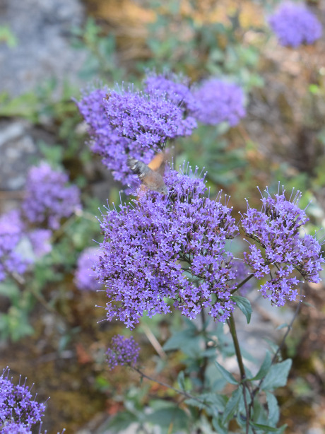 ユウギリソウの特徴や育て方 切り花の楽しみ方等の紹介 トラケリウム カエルレウム Beginners Garden