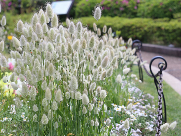 ラグラス ウサギノオ の特徴や育て方 ブリザーブドフラワーの作り方などの紹介 Beginners Garden