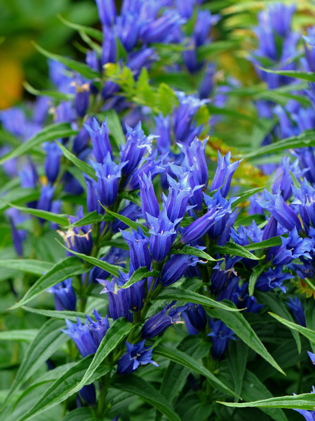 トウワタリンドウの特徴や育て方 園芸品種の種類などの紹介 Beginners Garden