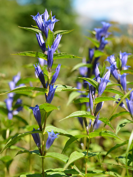 リンドウ ゲンチアナ の珍しい種類 主な種とおすすめの園芸品種の紹介 Beginners Garden