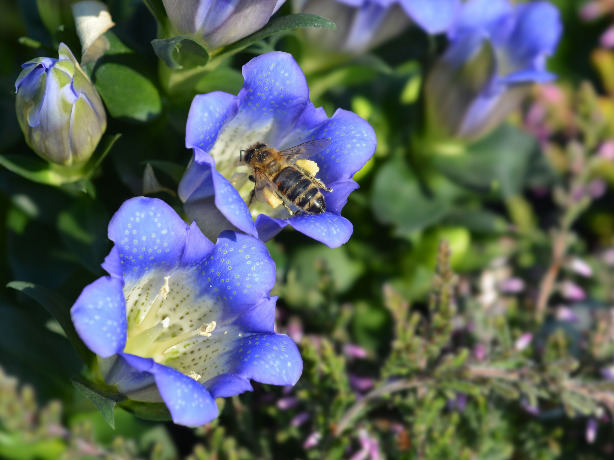 リンドウの特徴や育て方 切り花の水揚げ方法や管理方法などの紹介 Beginners Garden