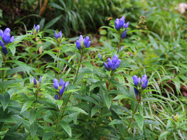 リンドウの特徴や育て方、切り花の水揚げ方法や管理方法などの紹介 | BEGINNERS GARDEN