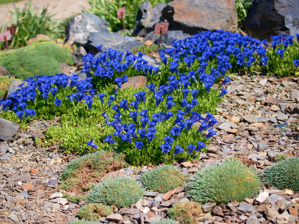 リンドウ ゲンチアナ の珍しい種類 主な種とおすすめの園芸品種の紹介 Beginners Garden