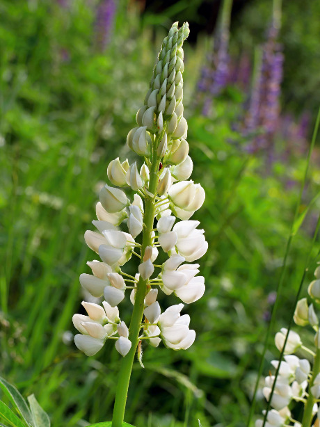 白花ルピナスの特徴や育て方 増やし方などの紹介 ルピナス アルバス Beginners Garden